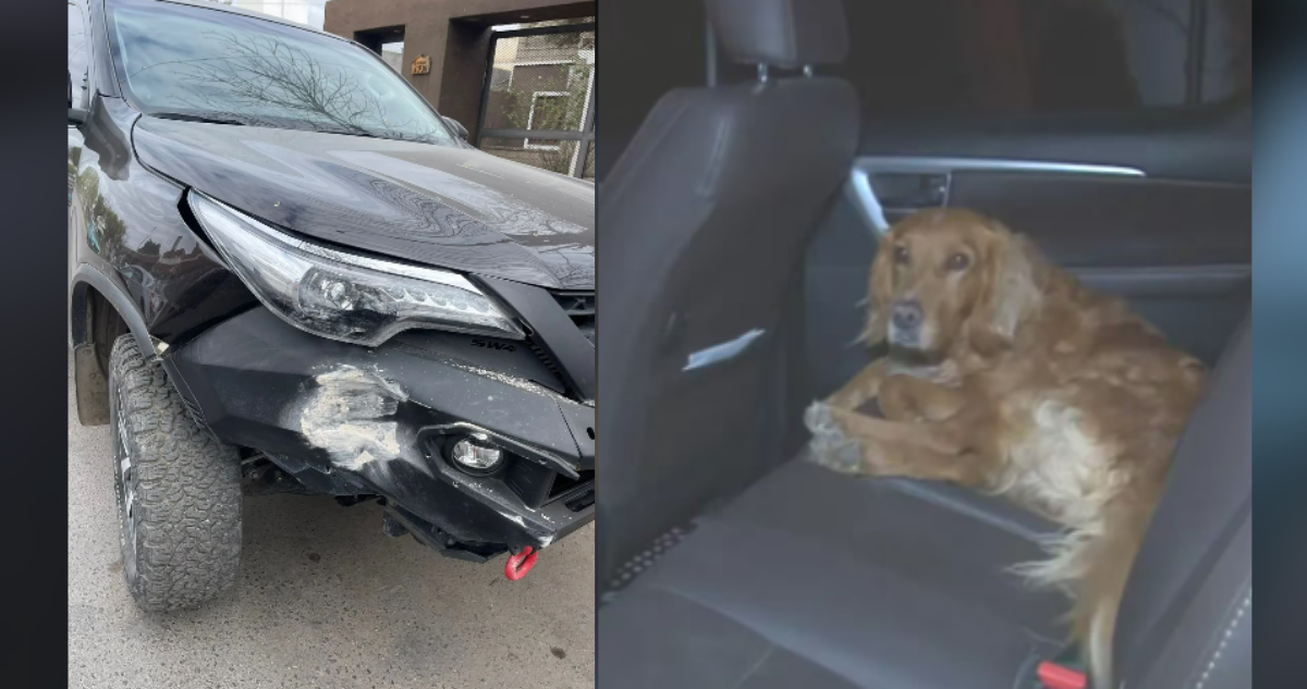 "Cómo te lo explico": Perro subió a camioneta, apretó acelerador y la chocó contra casa en Argentina