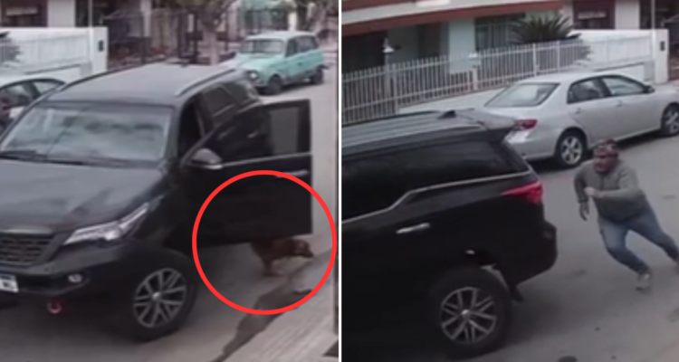 “Cómo te lo explico”: Perro subió a camioneta, apretó acelerador y la chocó contra casa en Argentina
