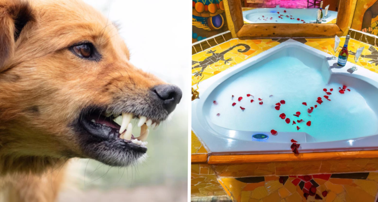 Perro enojado (izquierda) y fotografía de habitación de motel el duende en referencia a fallo de juzgado de quintero por ataque de perros contra huésped