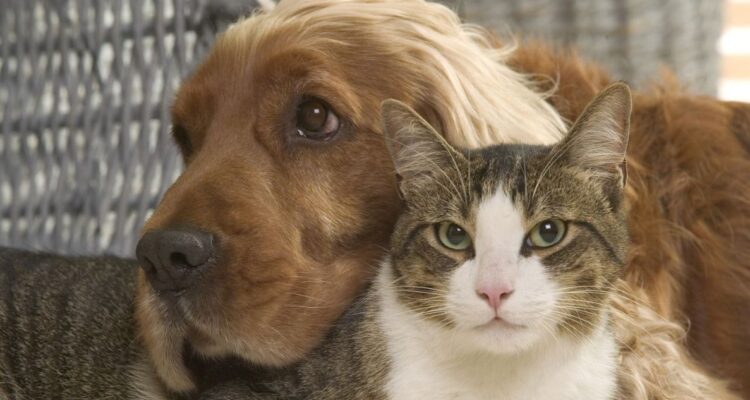 El registro identifica la cantidad de perros y gatos que hay a nivel nacional