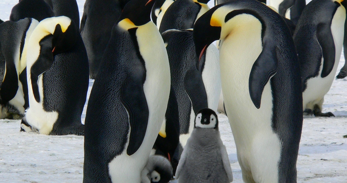 Pingüinos emperador en peligro