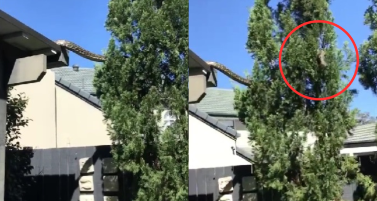 Pitón en techo de casa