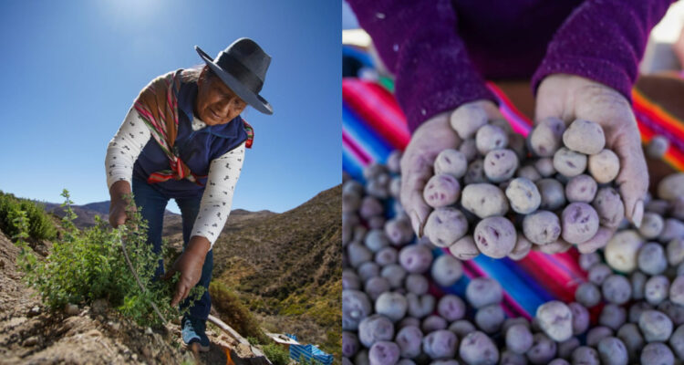Indap destaca a productores de Arica y Parinacota por sus aportes a la agricultura regional