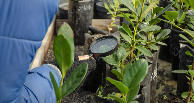 Seremi de Medio Ambiente del Maule refuerza trabajos para proteger las poblaciones de Queule