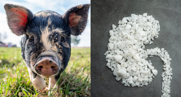 Cerdo (izquierda) y figura de riñón (derecha) en referencia a trasplante animal a humano