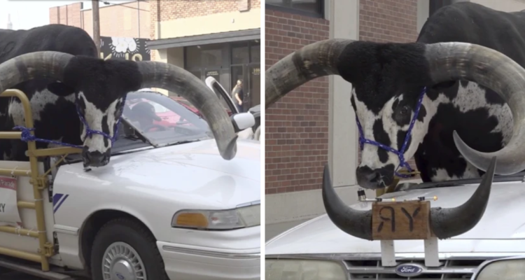 Toro sobre auto en Nebraska, EE.UU