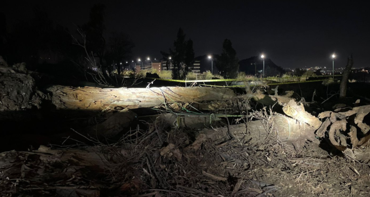Trabajador muere aplastado por árbol mientras realizaba tala en fundo de Lo Barnechea