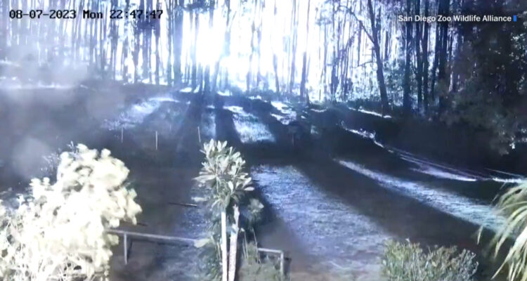 Video revelaría origen de los devastadores incendios en Maui que han dejado más de 100 muertos