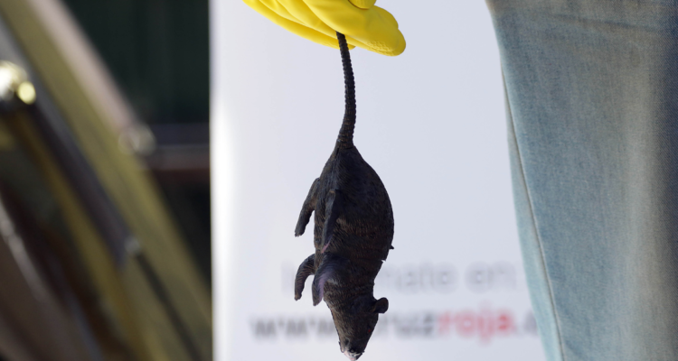 virus Hanta Araucanía