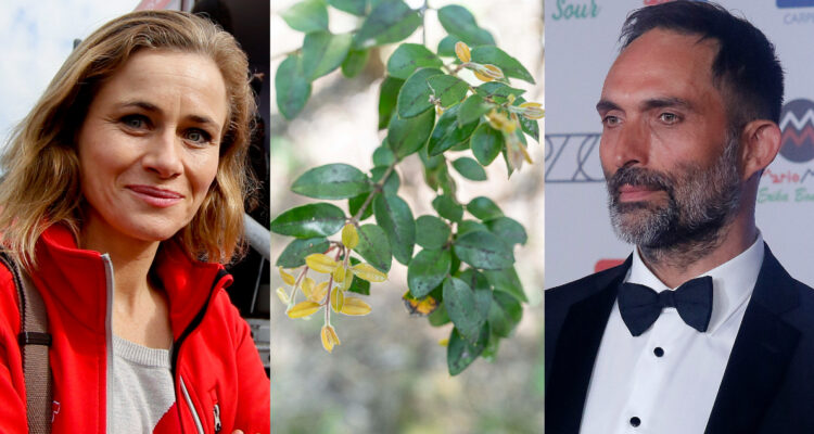 Actores nacionales dan voz a 13 árboles nativos en podcast “Voces del bosque”