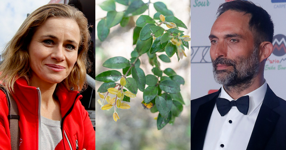 Actores nacionales dan voz a 13 árboles nativos en podcast “Voces del bosque”