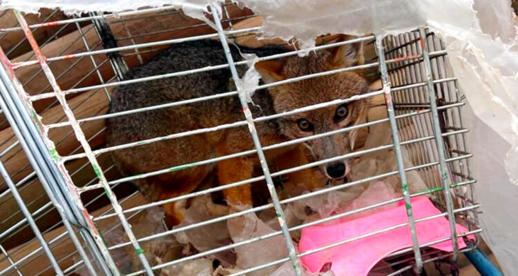 zorro-culpeo-enjaulado-detenido