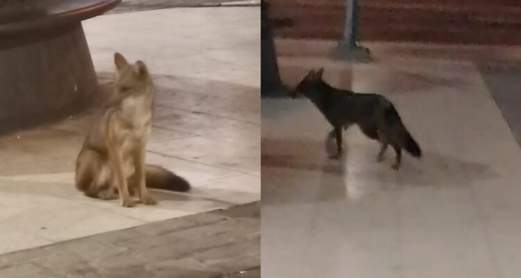 Montan operativo de búsqueda tras avistamiento de zorro en la Plaza Egaña