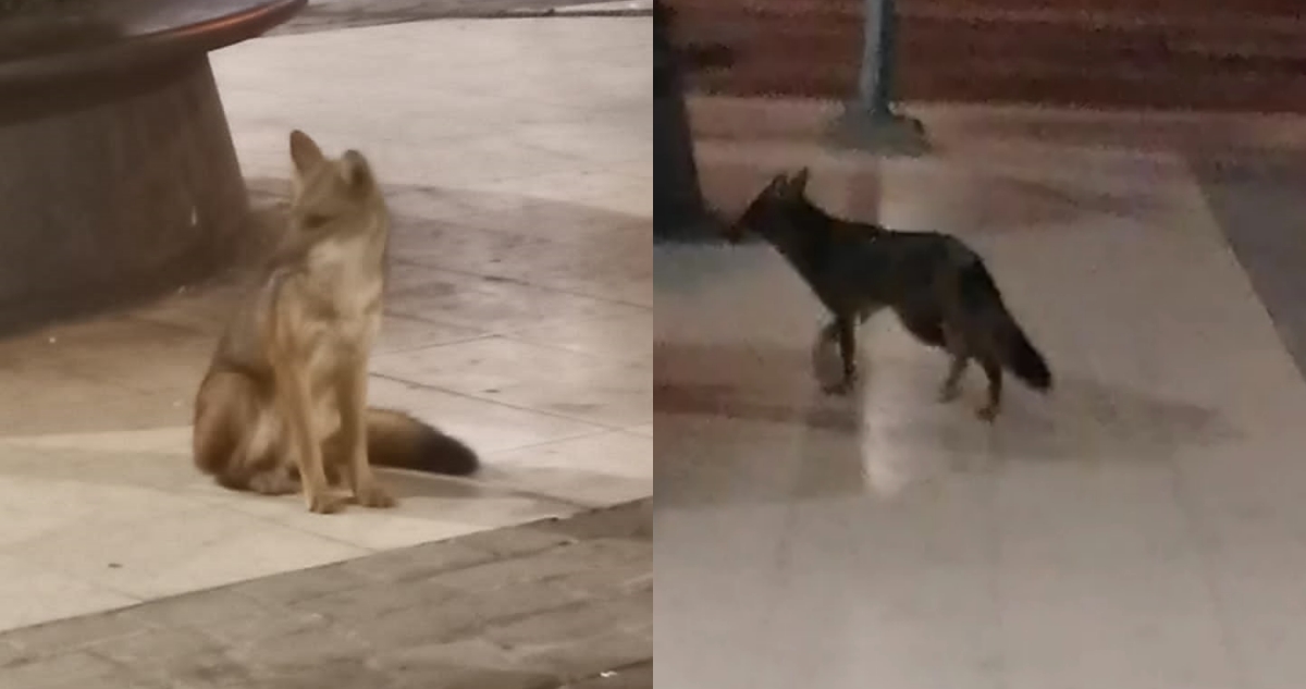 Montan operativo de búsqueda tras avistamiento de zorro en la Plaza Egaña