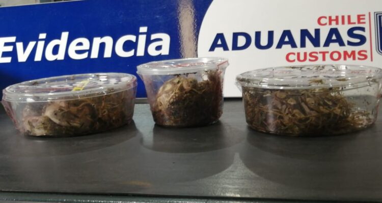 Rayos X en aduana detecta a serpientes y tortuga de tierra en encomienda proveniente de EE.UU.