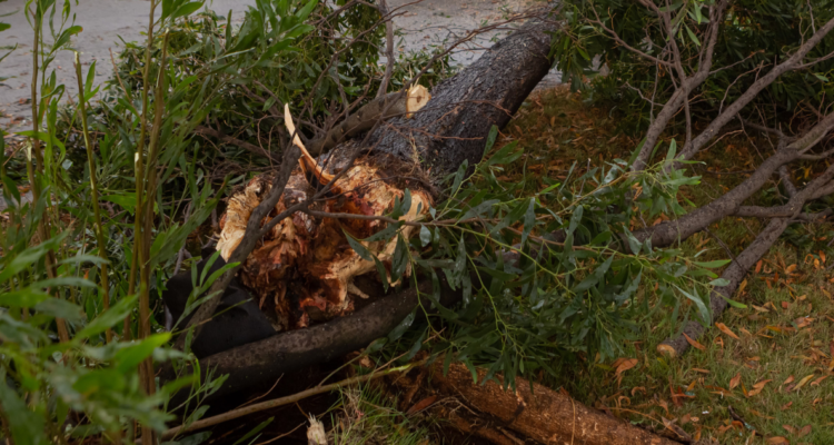 adulto mayor árbol Tucapel