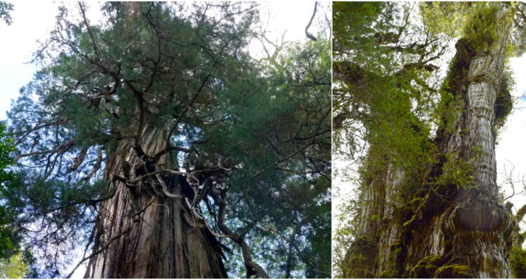 alerce-ruta-valdivia-los-rios-corral-la-union