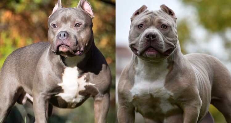 El American Bully XL es un perro cariñoso y juguetón que gasta mucha energía