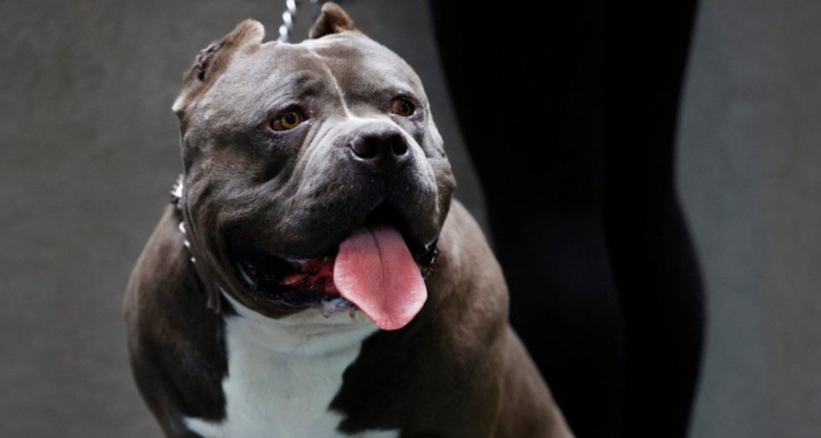Reino Unido y los American Bully XL