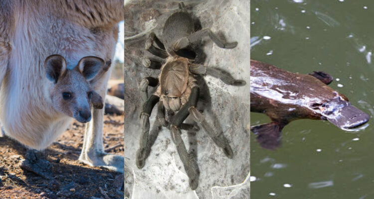 Megafauna en Australia: ¿Por qué las arañas son tan grandes y los animales tan exóticos en el país?