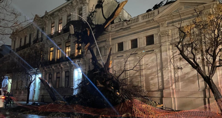 arbol palacio cousiño