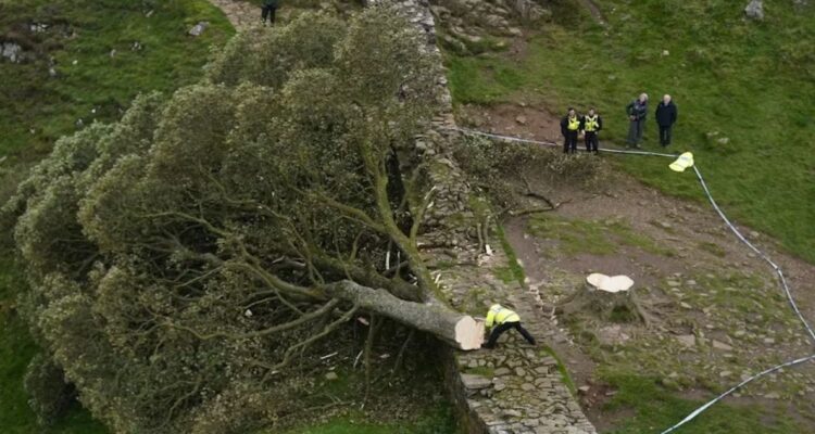 Un joven fue detenido como sospechoso de cortar el árbol de Robin Hood, el más famoso de toda Inglaterra y Reino Unido