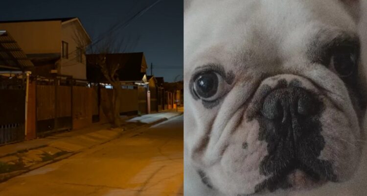 Mujer es baleada tras asalto a una casa en Maipú: delincuentes robaron especies y dos mascotas