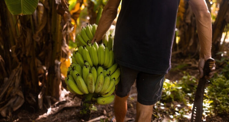 Cómo las bananas se han vuelto clave en la ola de violencia y narcotráfico en Ecuador