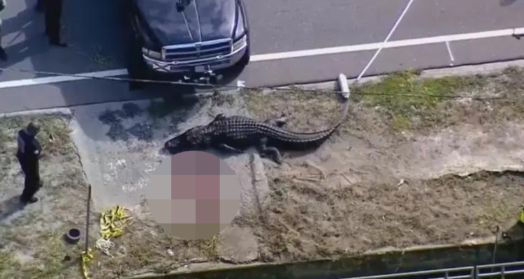 Encuentran a mujer muerta en la boca de un caimán de 4 metros en Florida: víctima fue identificada
