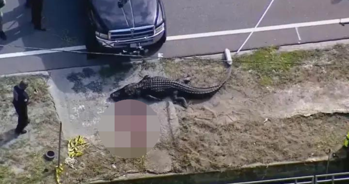 Encuentran a mujer muerta en la boca de un caimán de 4 metros en Florida: víctima fue identificada