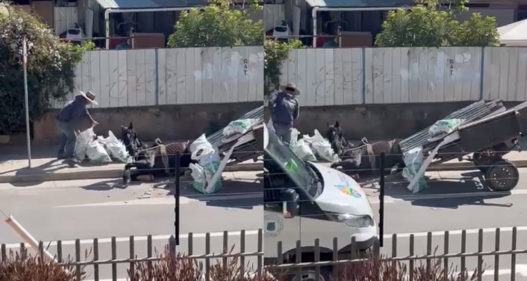 Nuevo caso de maltrato animal en Villa Alemana: caballo colapsó por sobrecarga de material