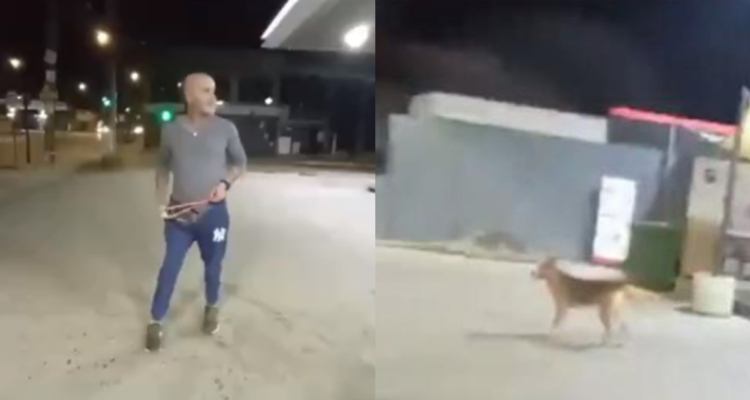 Fiscalía abre investigación de oficio contra sujeto que atacó con una honda a perro en Villa Alemana