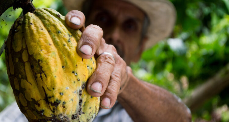 Hombre Recogiendo Fruta De Cacao Amarillo