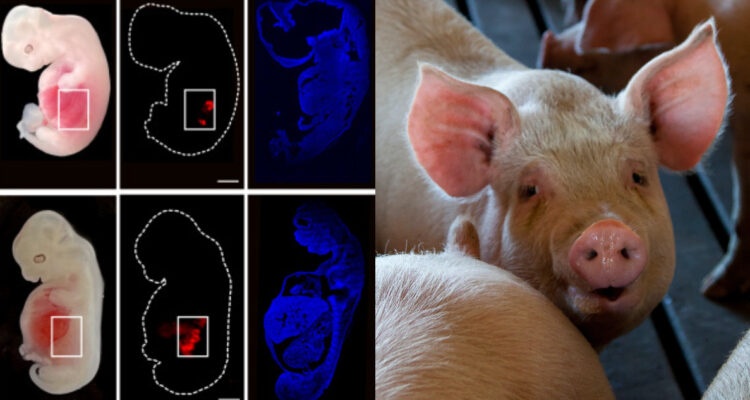 Científicos logran cultivar por primera vez un órgano humano dentro de un cerdo: “Nos tomó cinco años”