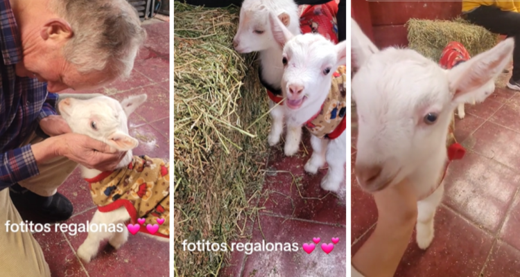 “Le dio pena que los vendieran para comerlos el 18”: hombre fue a comprar tomates y llegó con chivos