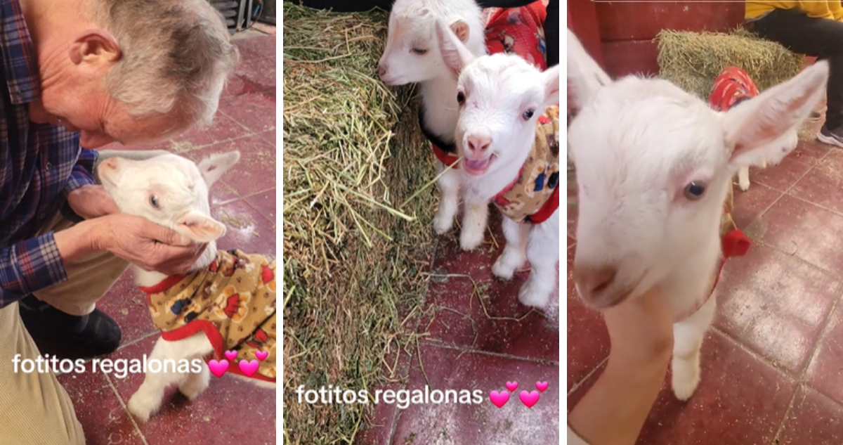 “Le dio pena que los vendieran para comerlos el 18”: hombre fue a comprar tomates y llegó con chivos