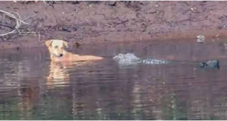 Cocodrilos salvan a perro en India