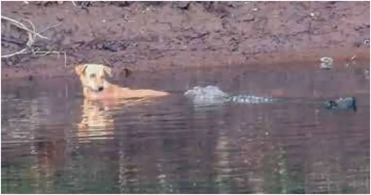 Cocodrilos salvan a perro en India