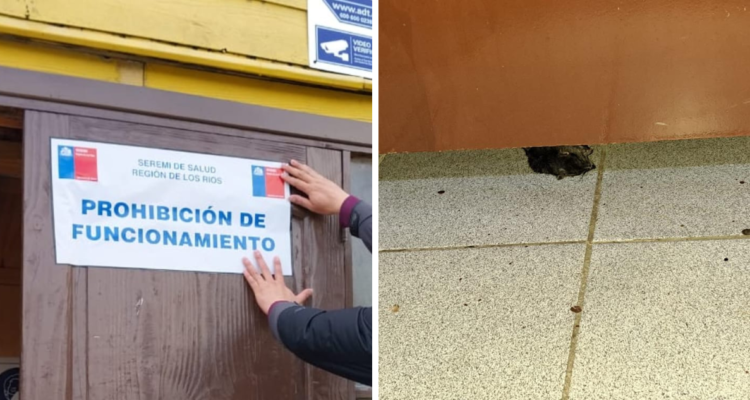 colegio de paillaco roedores