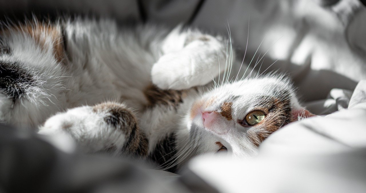 El gato elige: Estas son las razones por las cuales un felino decide dormir y convivir con una persona