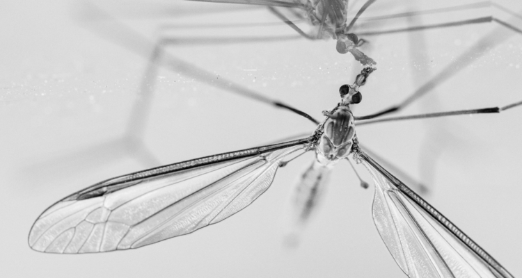 Típulas: El gran insecto que habita Chile, no pica y que no debes matar por ningún motivo