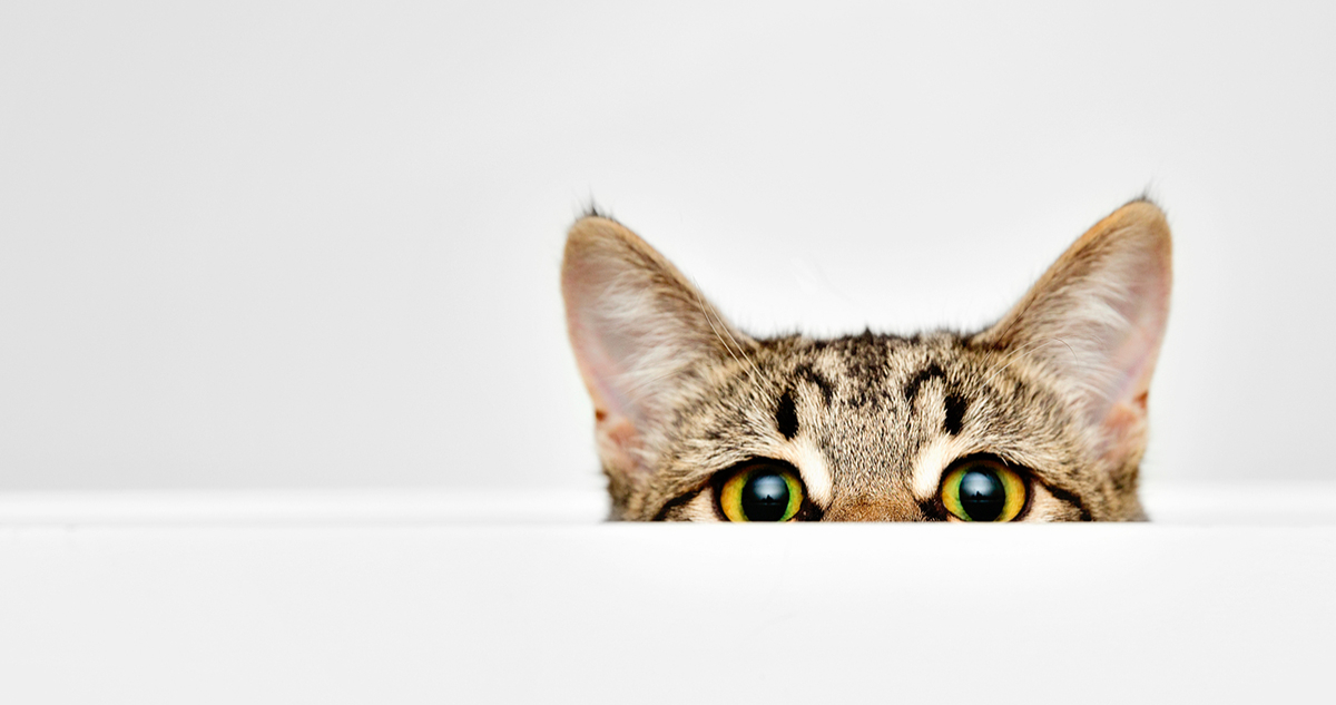 Master Cat