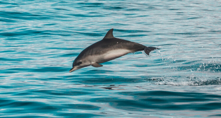 Primer conteo de la población de delfín chileno en la Patagonia arrojó que son una especie vulnerable