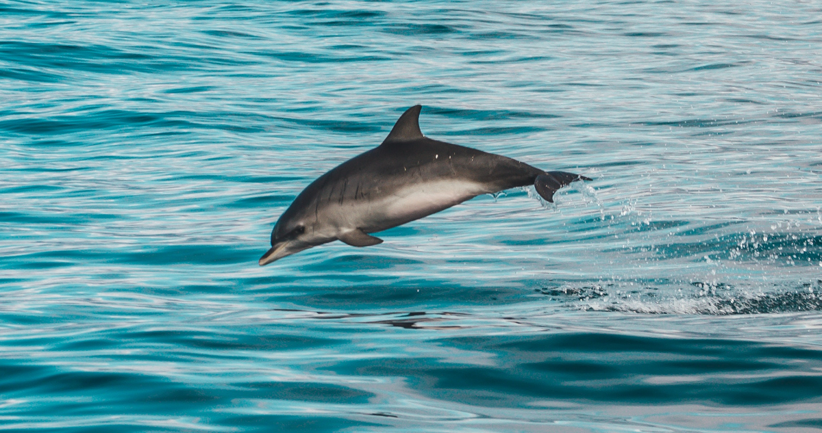 Primer conteo de la población de delfín chileno en la Patagonia arrojó que son una especie vulnerable