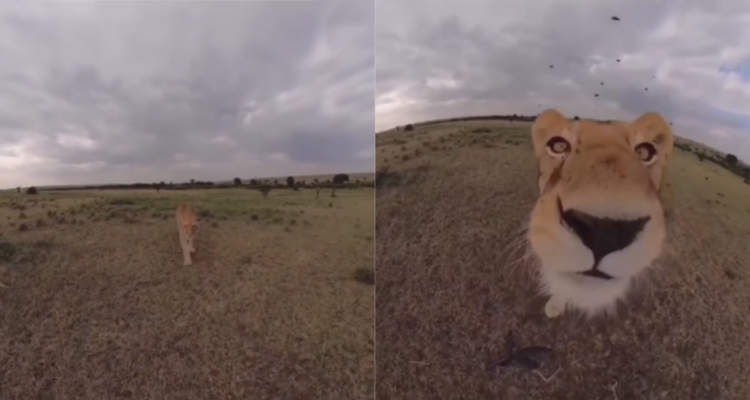 Quería ser youtuber: Leona se roba cámara en Reserva Nacional de Kenia y video que grabó se hizo viral