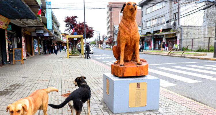 don luis apolo perrito osorno