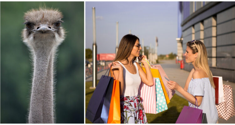 Cómo reconocer si tienes o conoces a alguien con “efecto avestruz” al comprar y gastar dinero