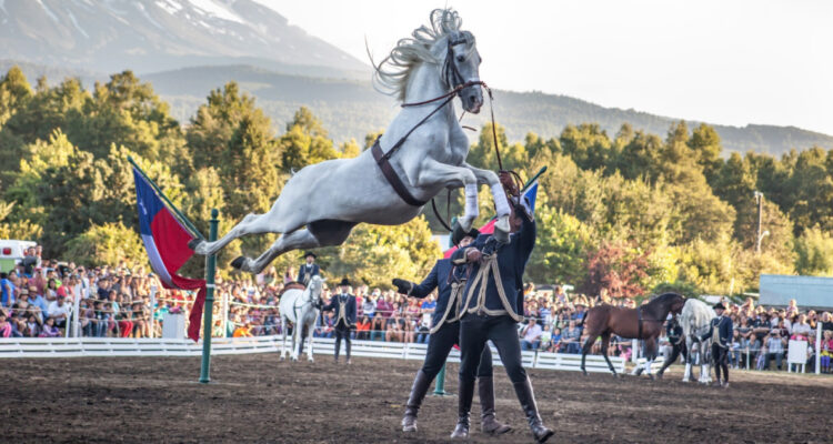 Vuelve espectáculo ecuestre con jinetes y caballos a la “Semana de la Chilenidad” en La Reina