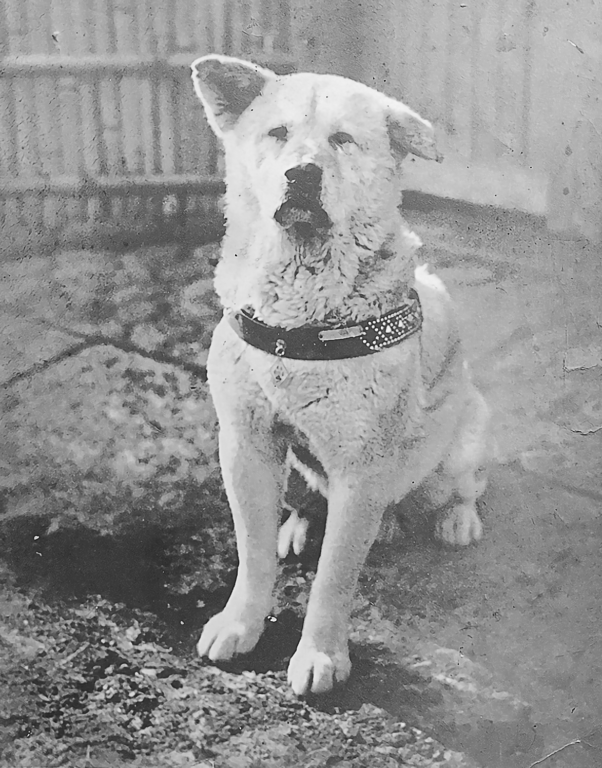 The “Hachiko Of Crimea,” A Dog That Waited For Its Late Owner For 12 Years, Has Died