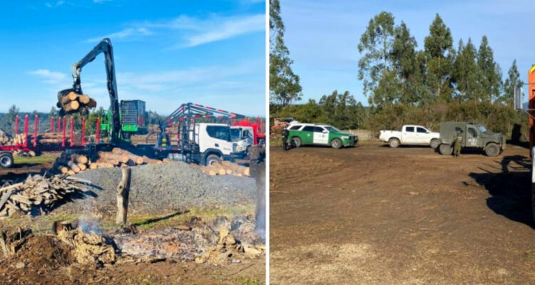 familia-rml-arauco-robo-de-madera